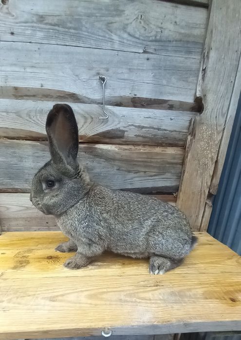 Sprzedam samca mieszańca