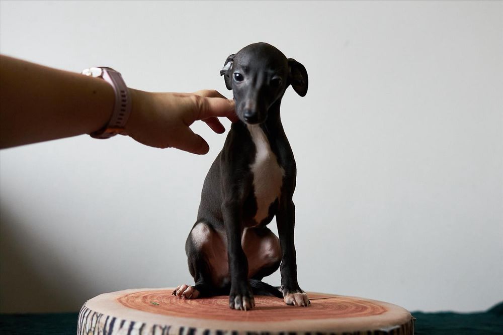 Charcik włoski, piesek, rodowód FCI