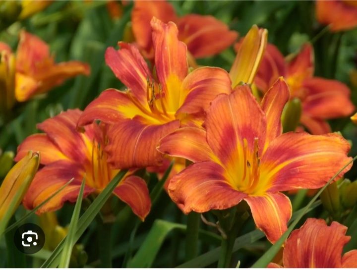 Liliowce łososiowe 17sztuk