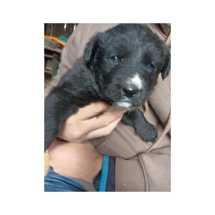 Oddam pieski w dobre ręce