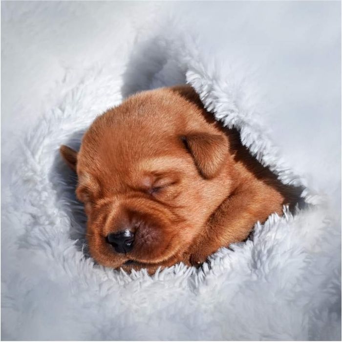 Лабрадор ретривер фоксред