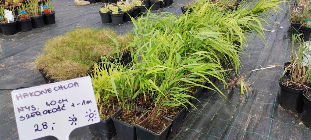 Hakonechloa greenhills p9