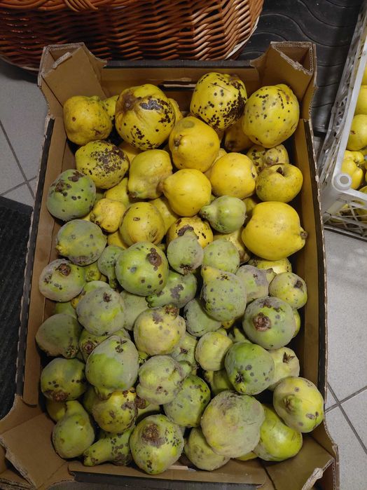 Pigwa gruszkowa smaczna