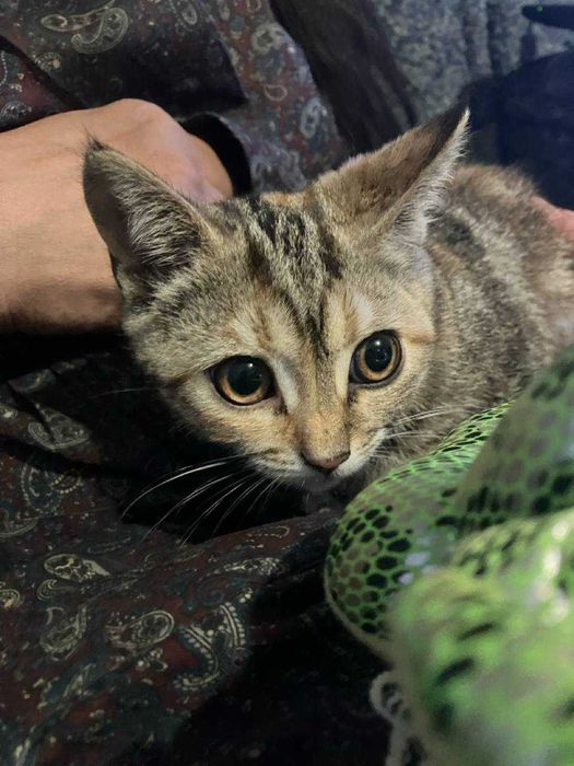 Котенок девочка 6 месячная в добрые руки