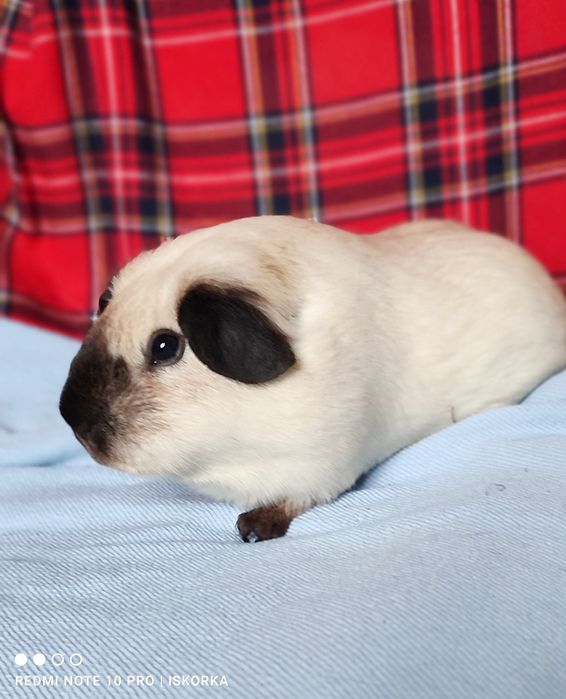 Каліфорнія чорні поінти морська свинка