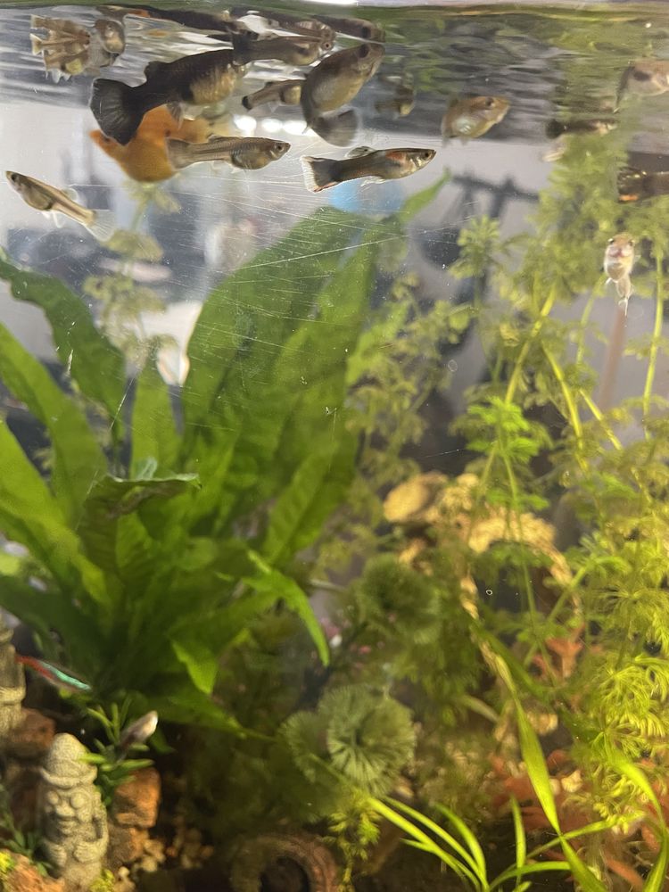 Peixes guppy/ guppy endler e platy macho e femea. Caracóis