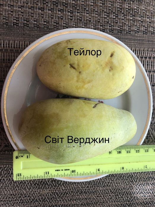 Азимина Sweet virgine і Тейлор-саджанці ЗКС - два чудові сорти