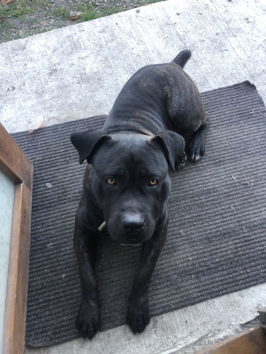 Шукаю суку аби звести пса