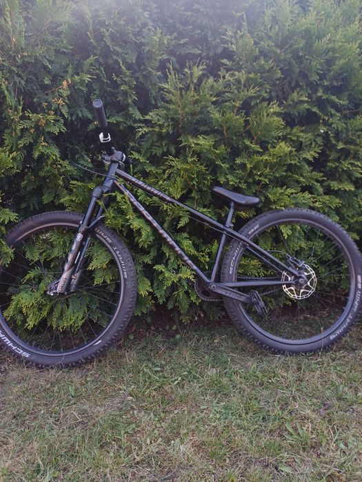 Dartmoor quinnie 2020