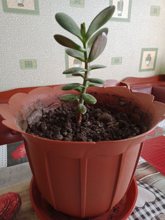 Денежное дерево  .