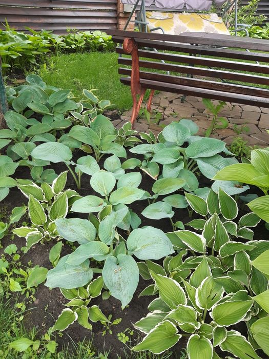 Продам хосты садовую