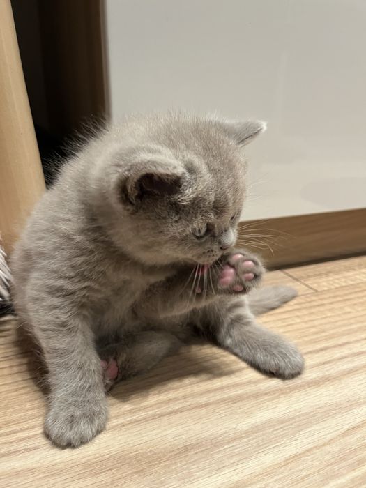 Kot brytyjski liliowy