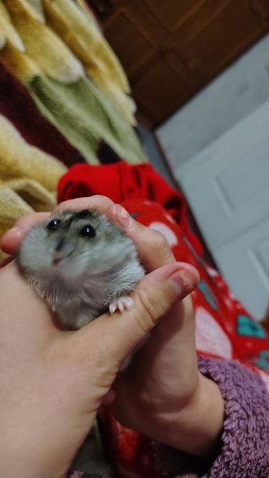 Безкоштовно Джунгарський хом'ячок