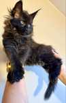 Maine coon kotka
