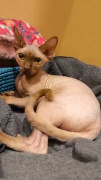 Kociak Devon Rex