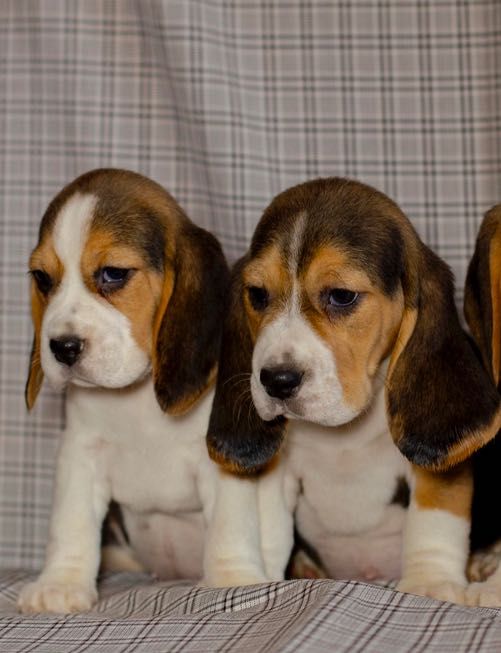 Beagle kennel. Розплідник щенят бігль.