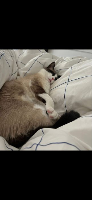 Gatinha Snowshoe para Adoção