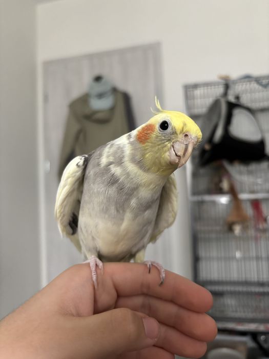 oddam nimfe oswojona