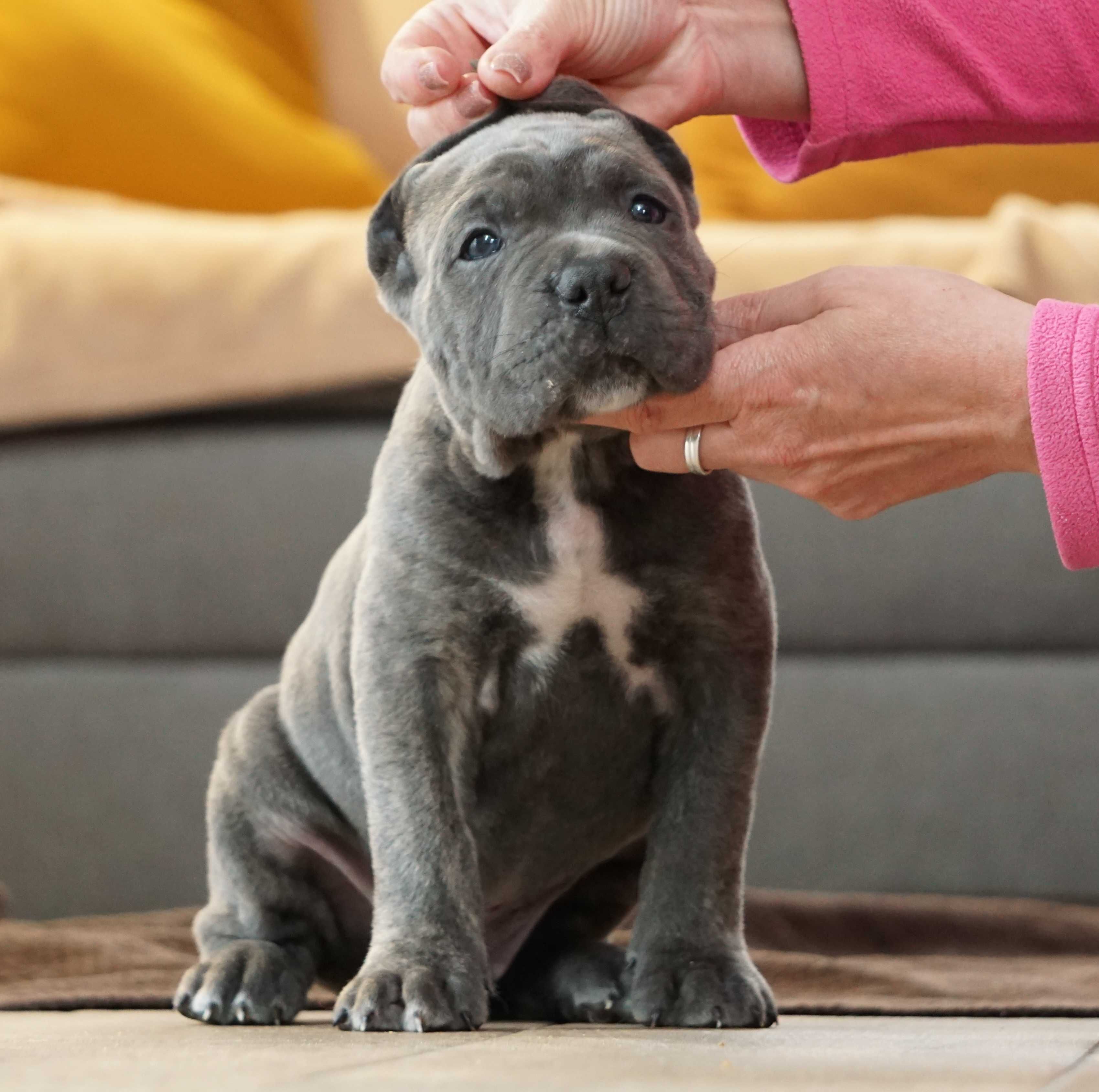 Szary Pręgowany Samiec Cane Corso ZKwP/FCI oddział Wrocław
