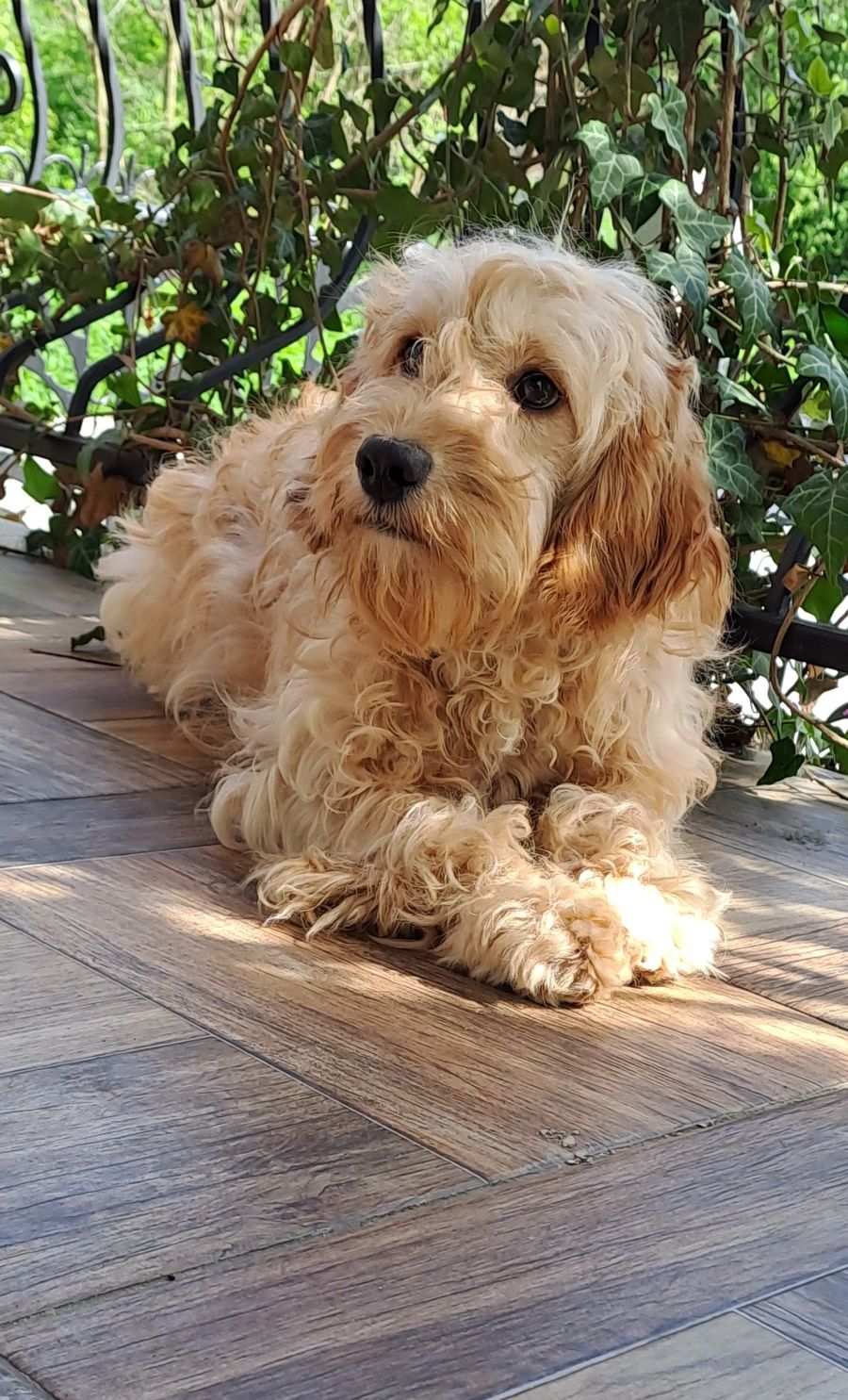 Cockapoo Pudel/Cocker Spaniel suczka