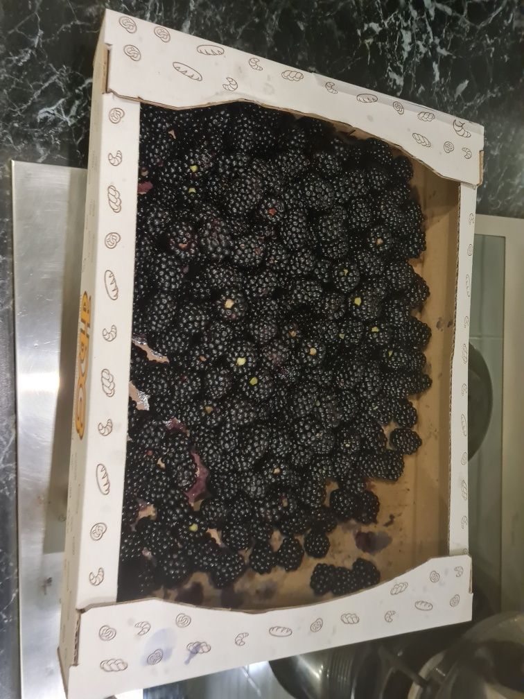 Продам ежевику, малину, смородину, йошту, крыжовник, годжи.