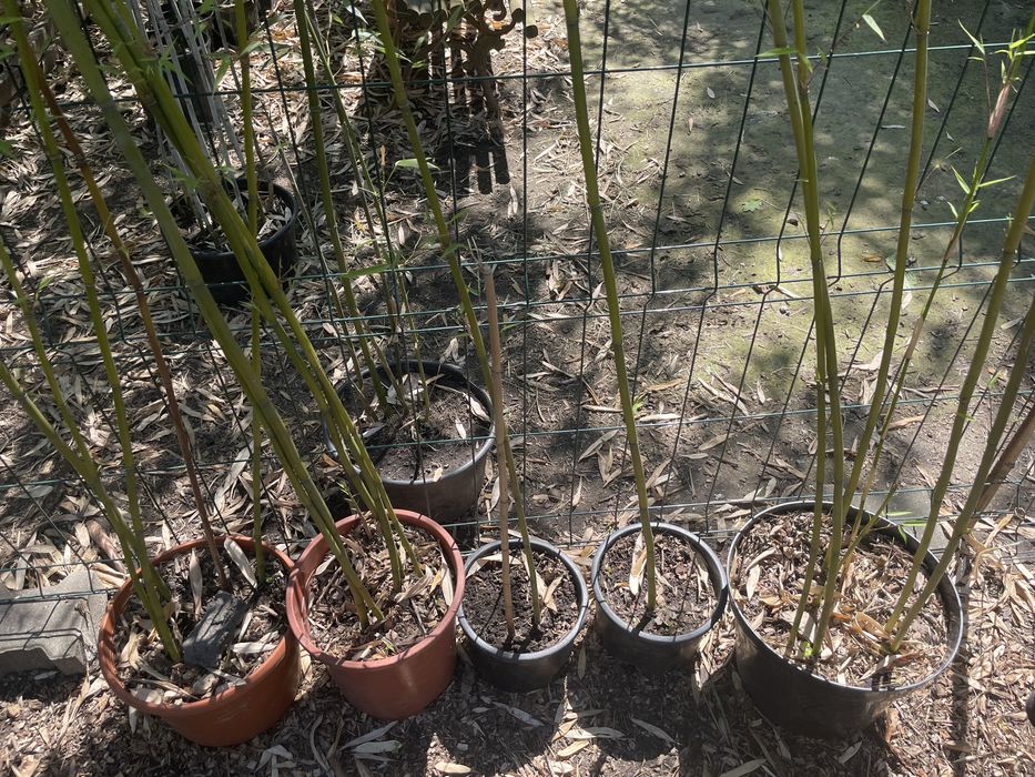Bambusy fargesia robusta sadzonki