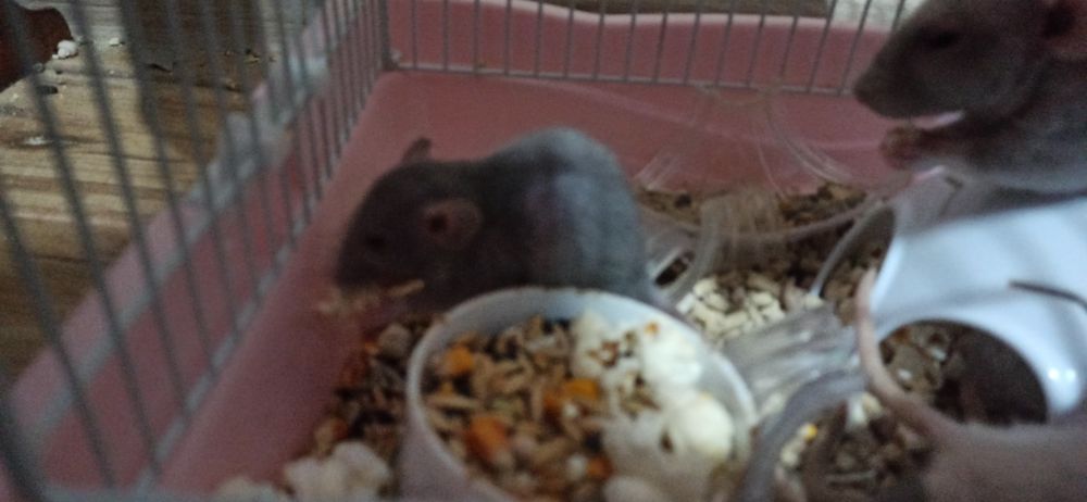 Віддамо милих мишенят