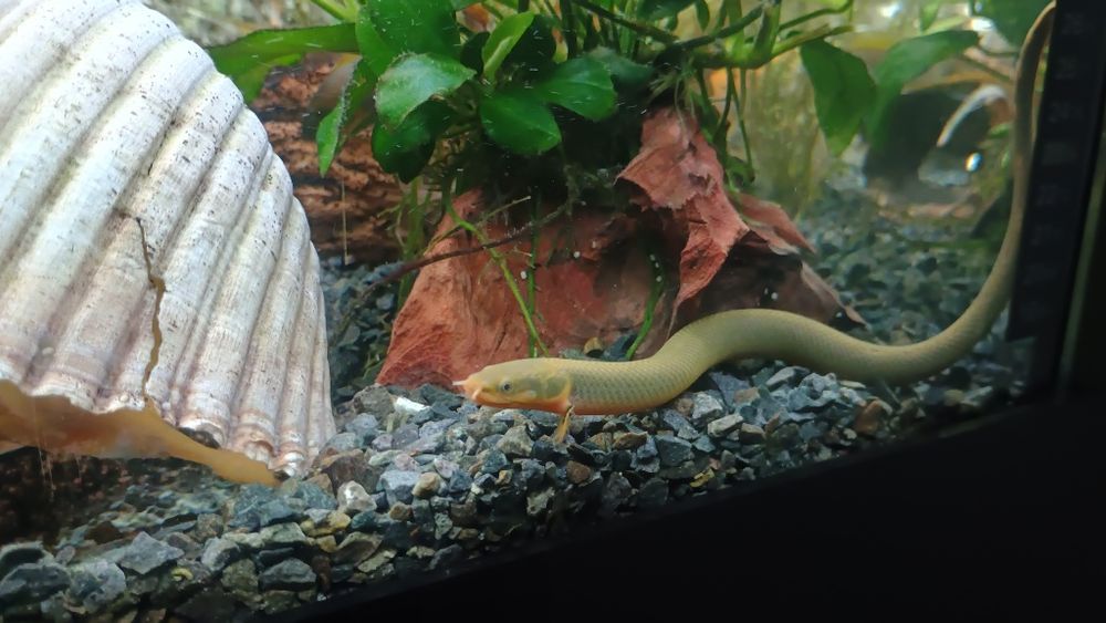 Trzciniak 20 centymetrów