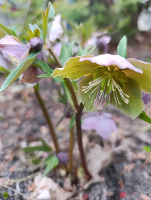 Продам морозник двох кольорів