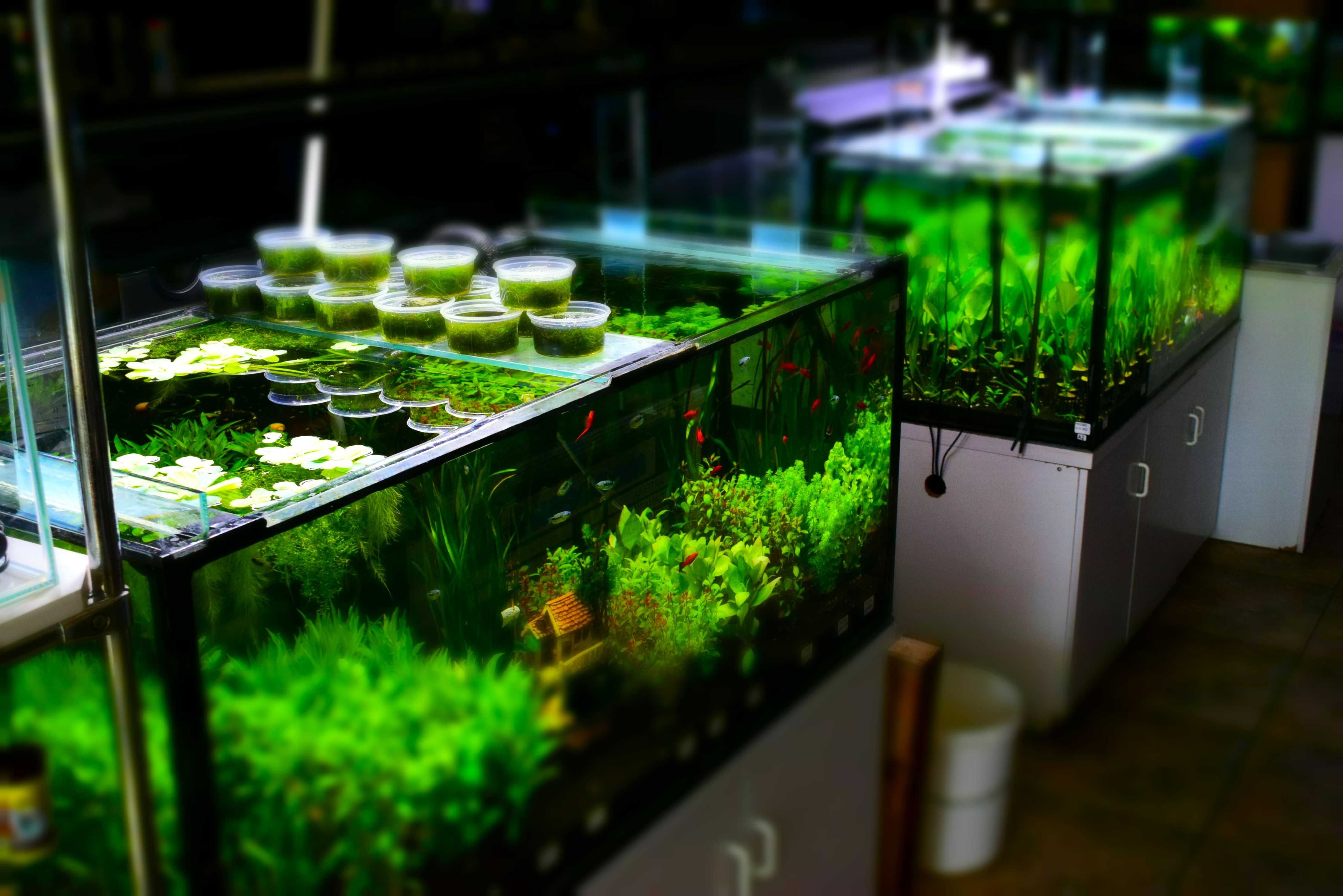 Zoologiczny Oświęcim Neon Innesa - ryby akwariowe BORMAG