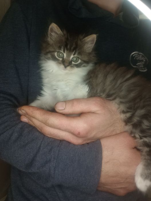 Невозможно милый и пушистый котенок от военных