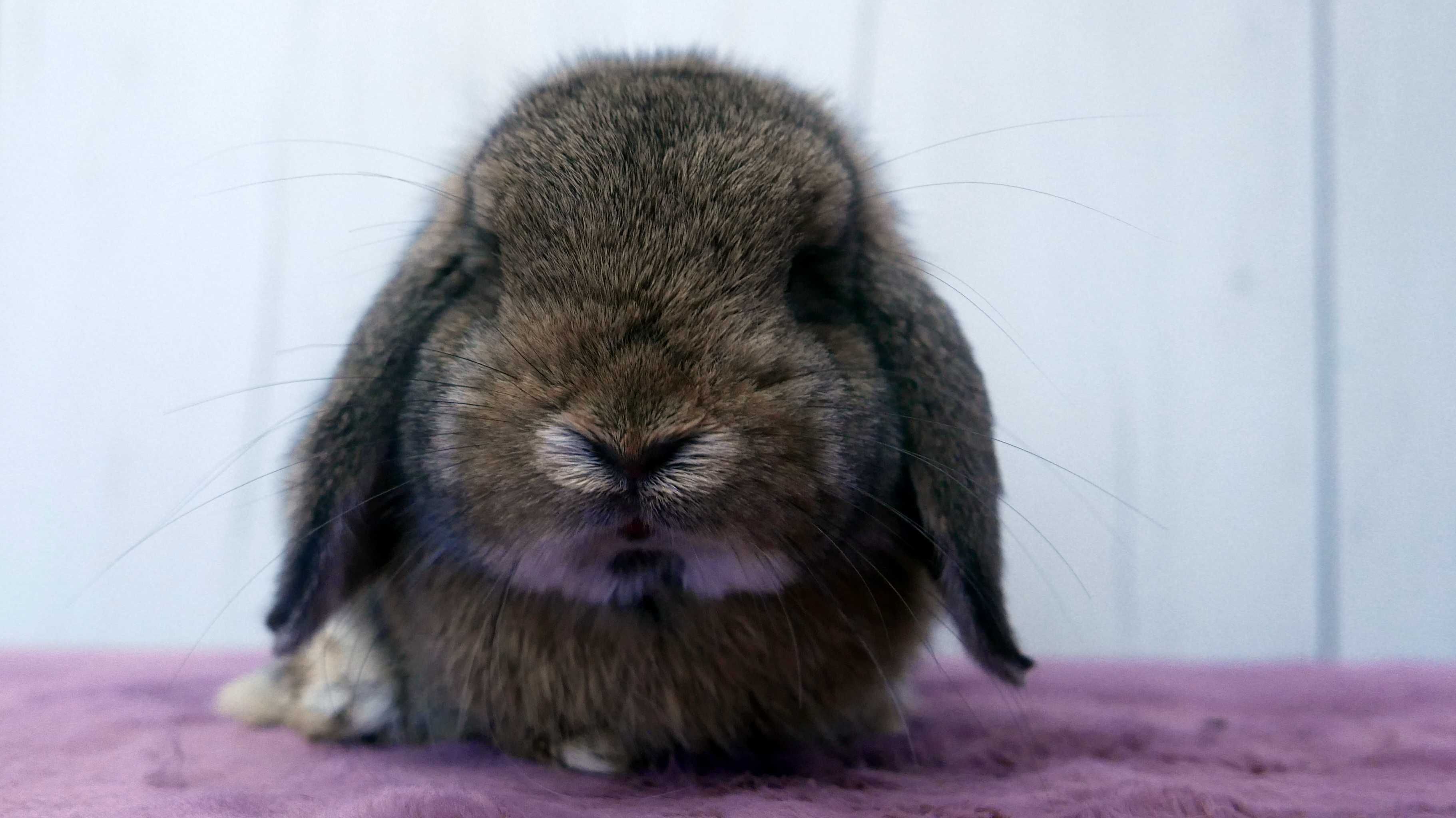 Królik Mini Lop z metryką KZHK z zarejestrowanej hodowli