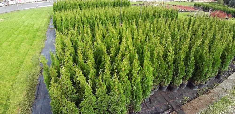 Tuja Szmaragd 90CM Wys hodowane w doniczce THUJA SMARAGD