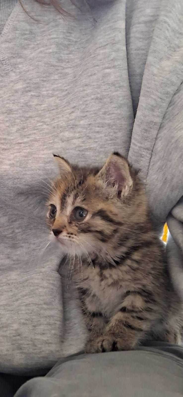 Oddam kotkę do adopcji