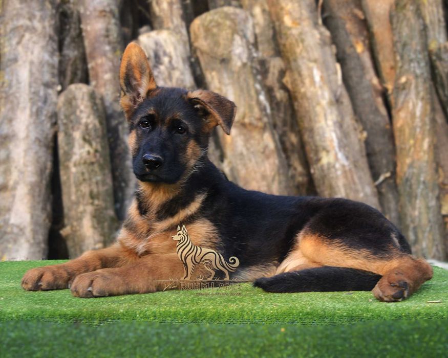 Цуценята. Німецька вівчарка. 3 міс. КСУ-FCI.