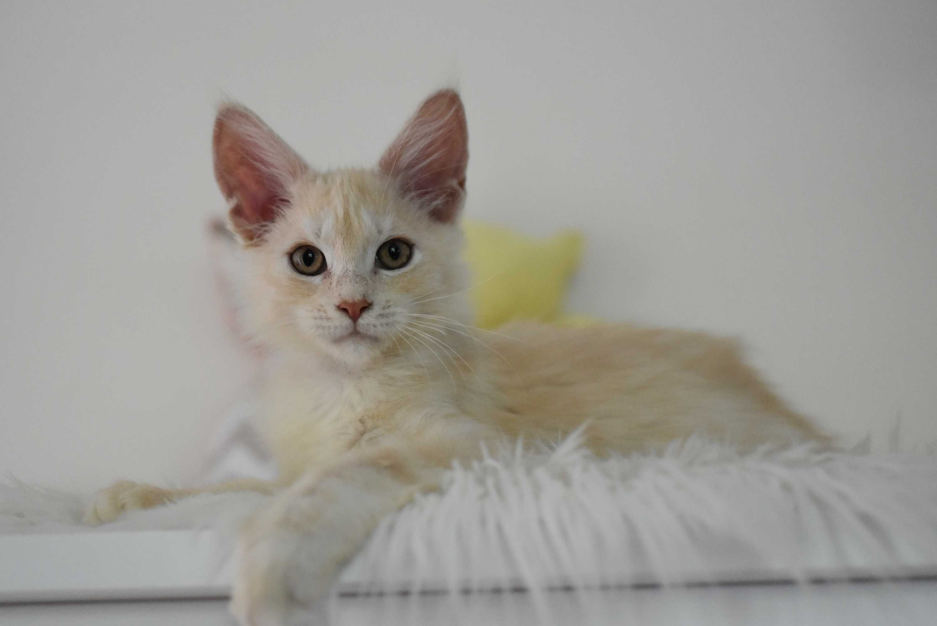 Kocurek Maine Coon /Wkrótce Gotowy Do Odbioru