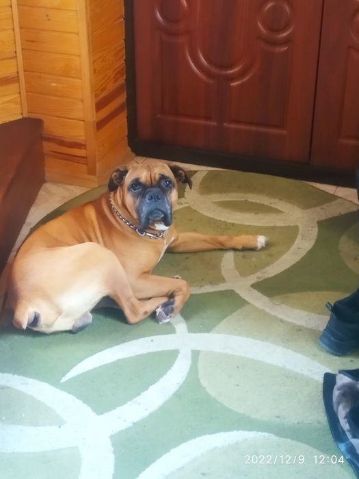 Боксер в'язка ,має гарне потомство