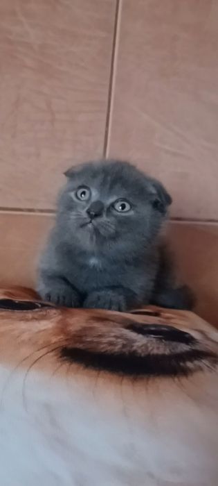 Вислоухая девочка