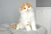 Kociaczek szkocki zwisłouchy scottish fold  z rodowodem PZF (WCF)