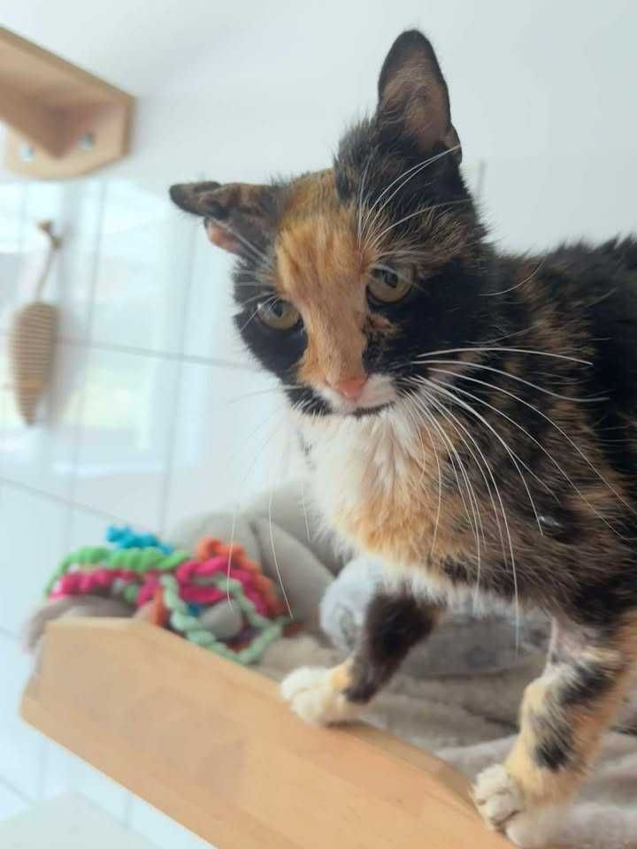 USZATKA kotka szylkretka kot adopcja schronisko