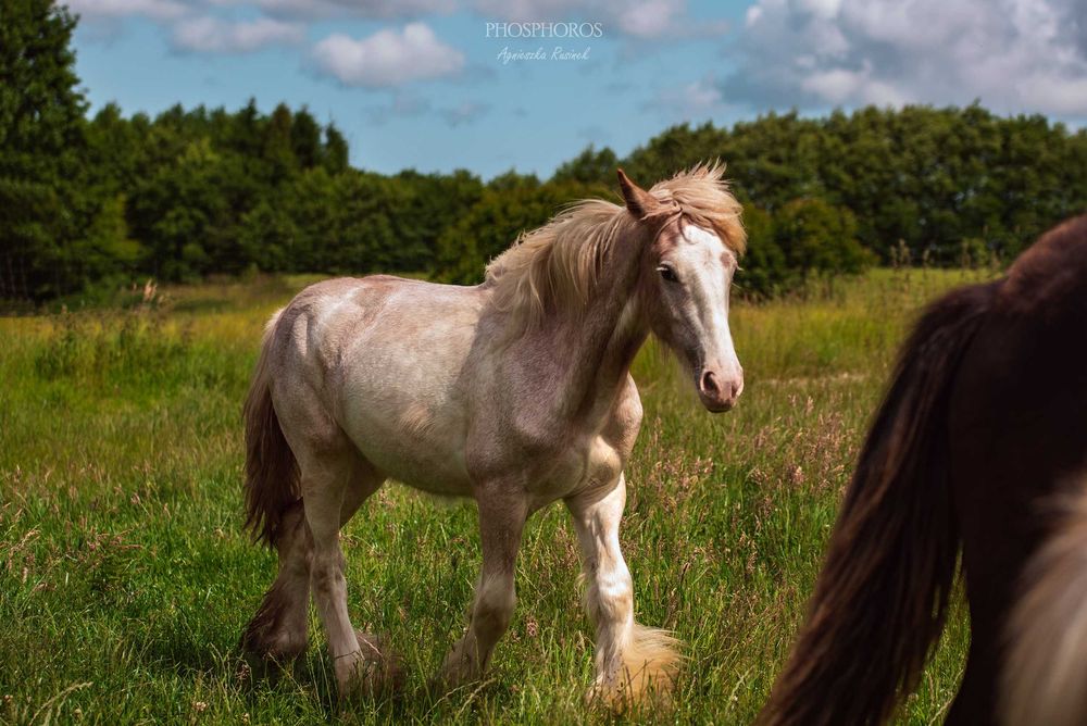 Galileo - Ogierek irish cob (gypsy cob / tinker)