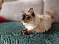 Kot rasa Ragdoll