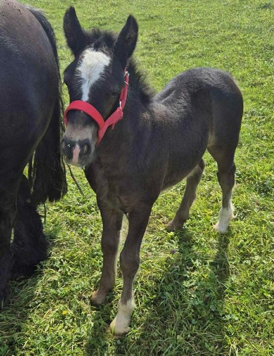 Stanówka Irish Cob / Tinker Ponpon ze Sedmi Dvoru