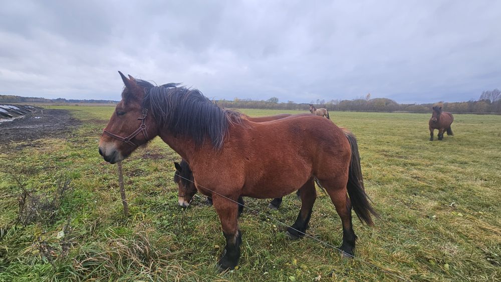 Sprzedam 3 klacze zimnokrwiste