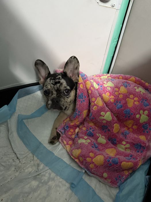 bulldog frances exotic