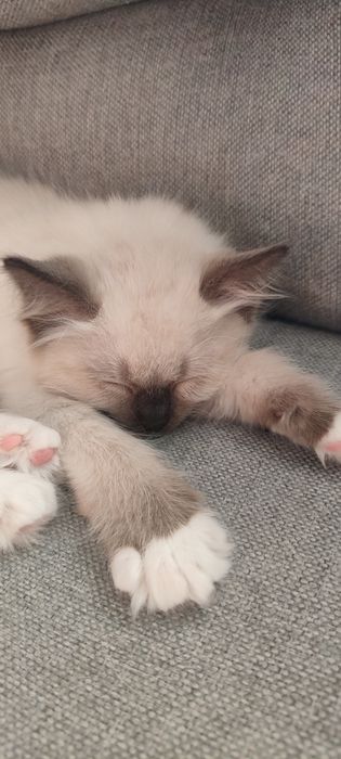 Ragdoll kotek rodowód miedzynarodowy TICA
