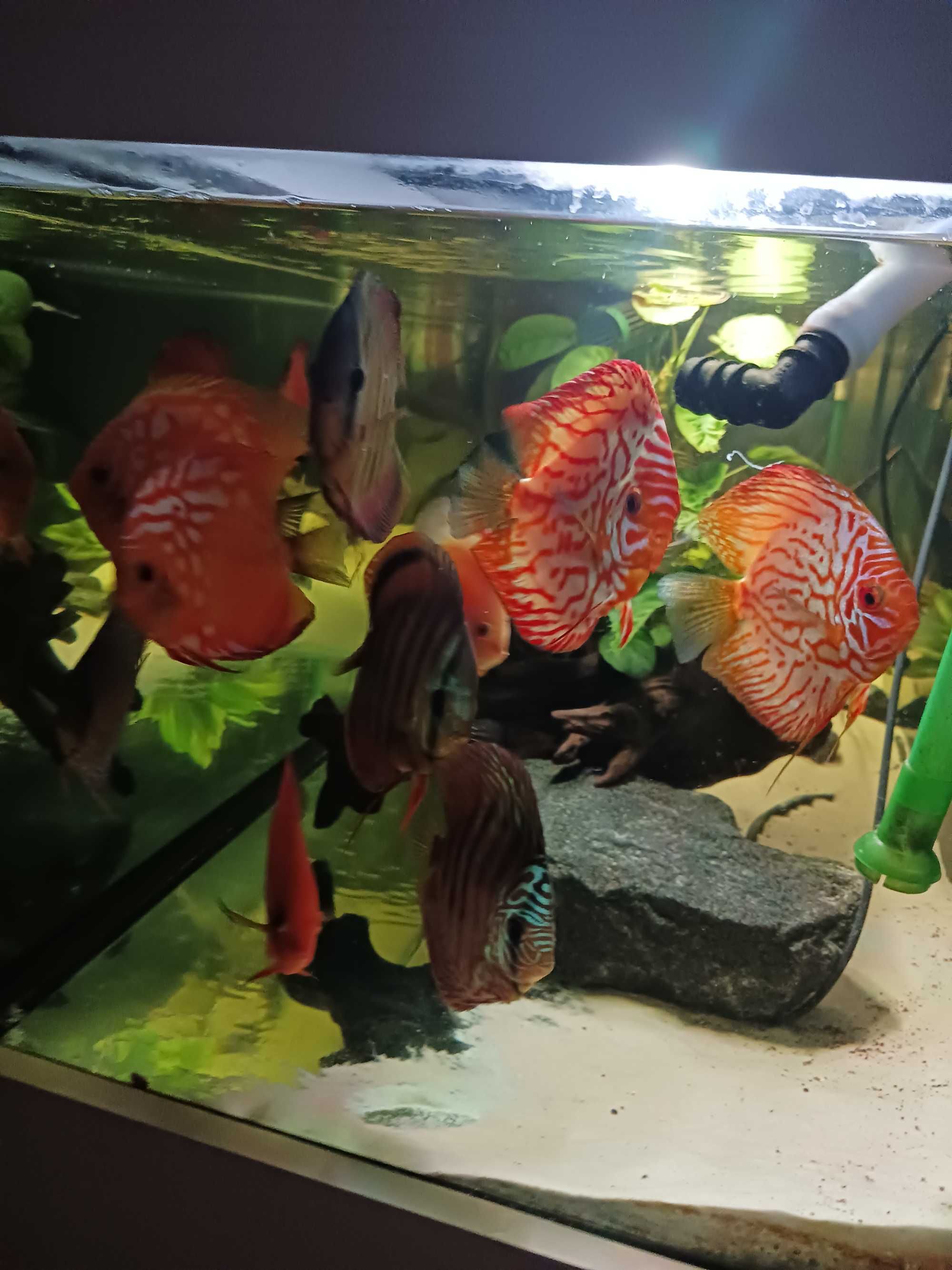 Akwarium 750l z osprzetem