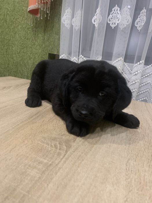 Продам цуценят Лабрадорів