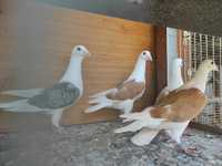 Śląskie tarczowe gołębie