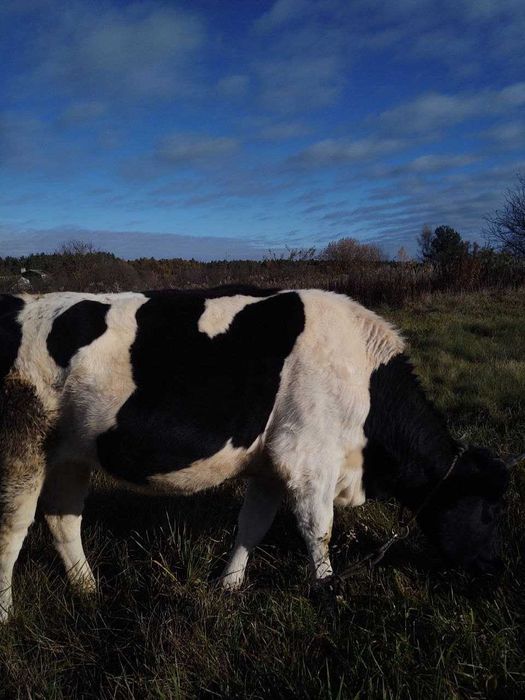 Продаю телицю молоду 1,5 років ,тільна 3 місяці
